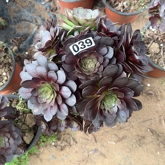 多肉植物黑玫瑰有砍不包断枝039号