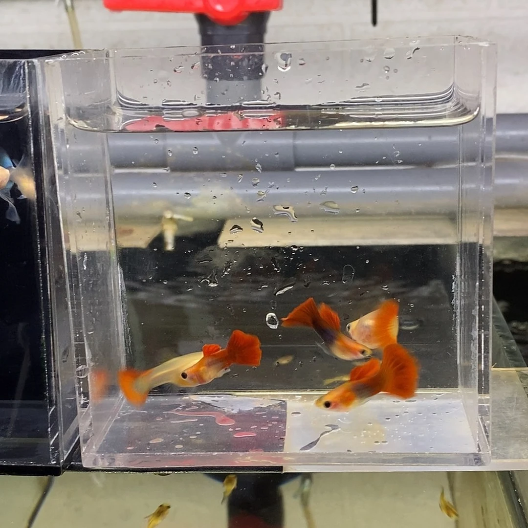 孔雀鱼红礼服玻璃猫3公2母