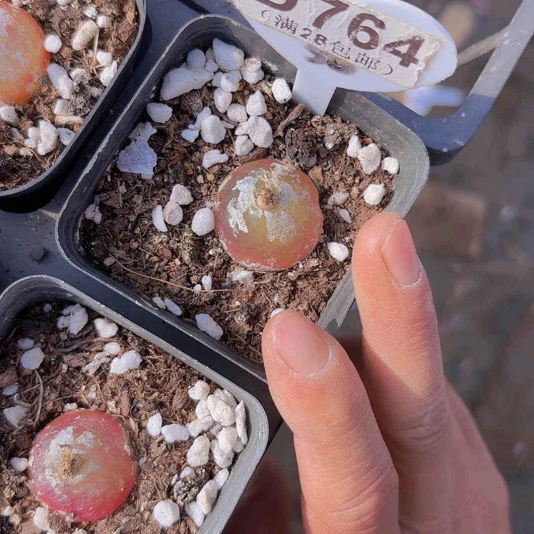 D764灯泡一物一拍