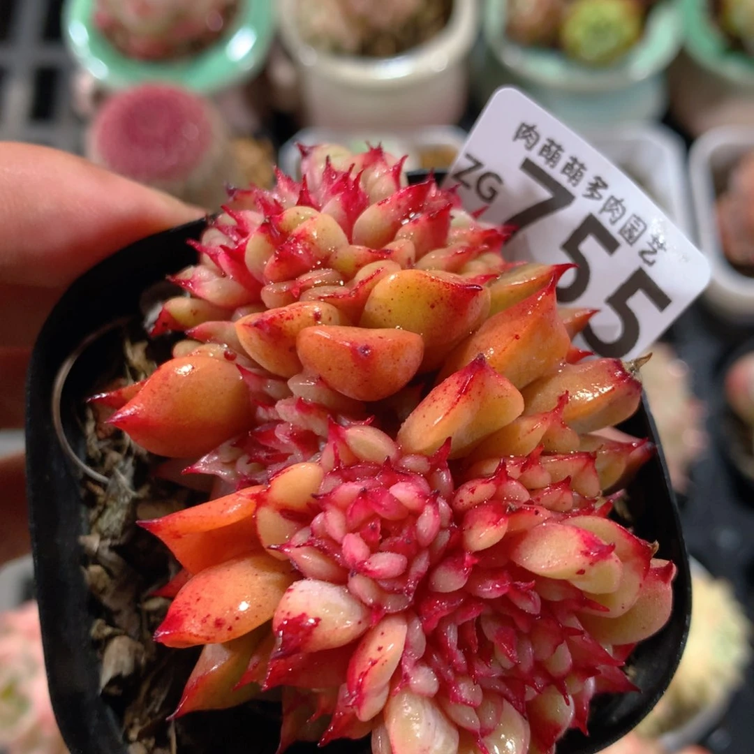 5CM拇指盆精控多肉ZG755