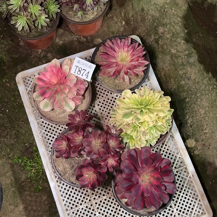 874    5颗多肉植物