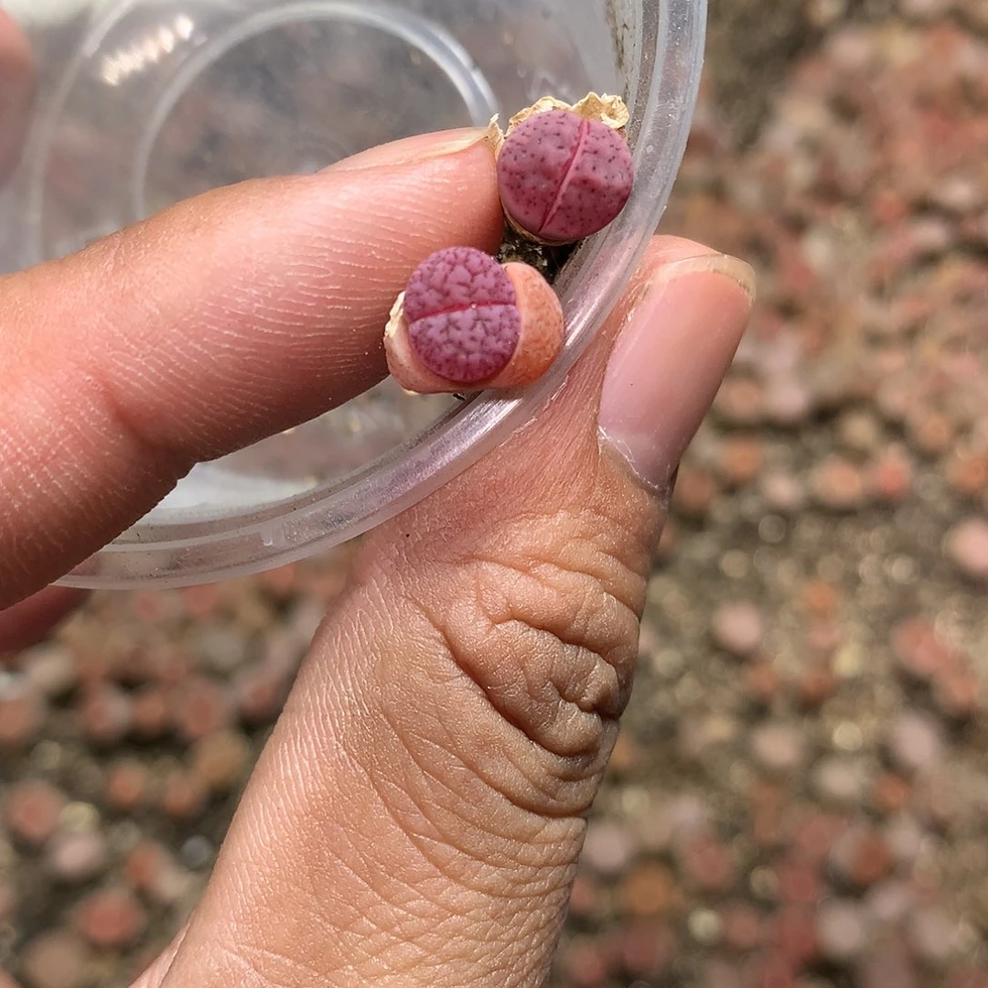 J420多肉植物保护