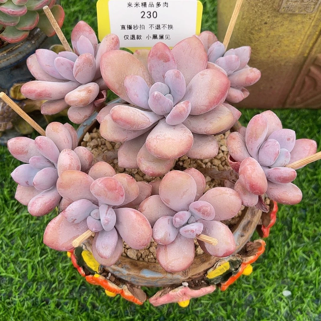 咔***＾230桃精灵群生寄养