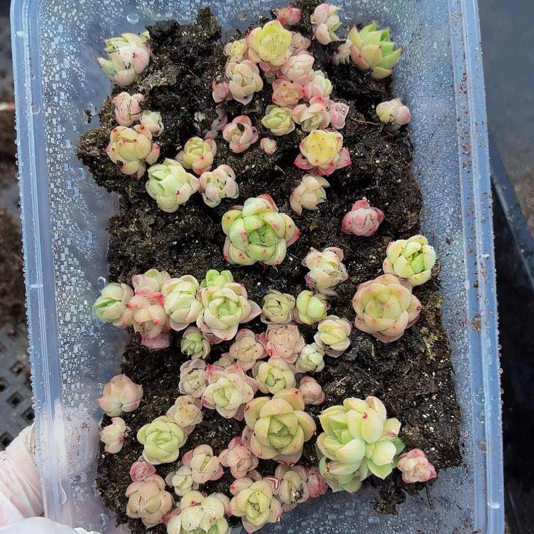 多肉植物多肉植物133