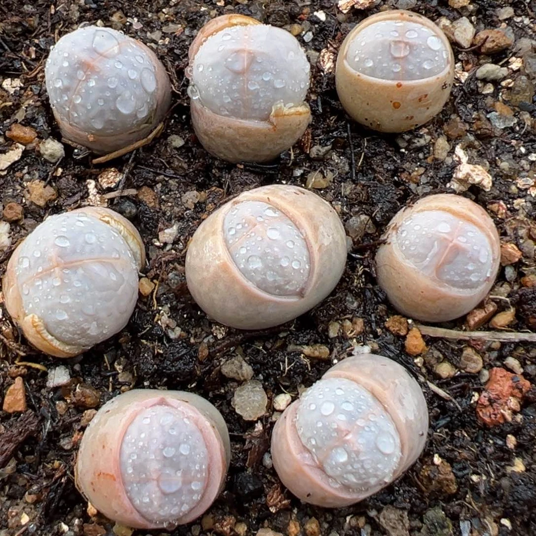 2.4好看的多肉478