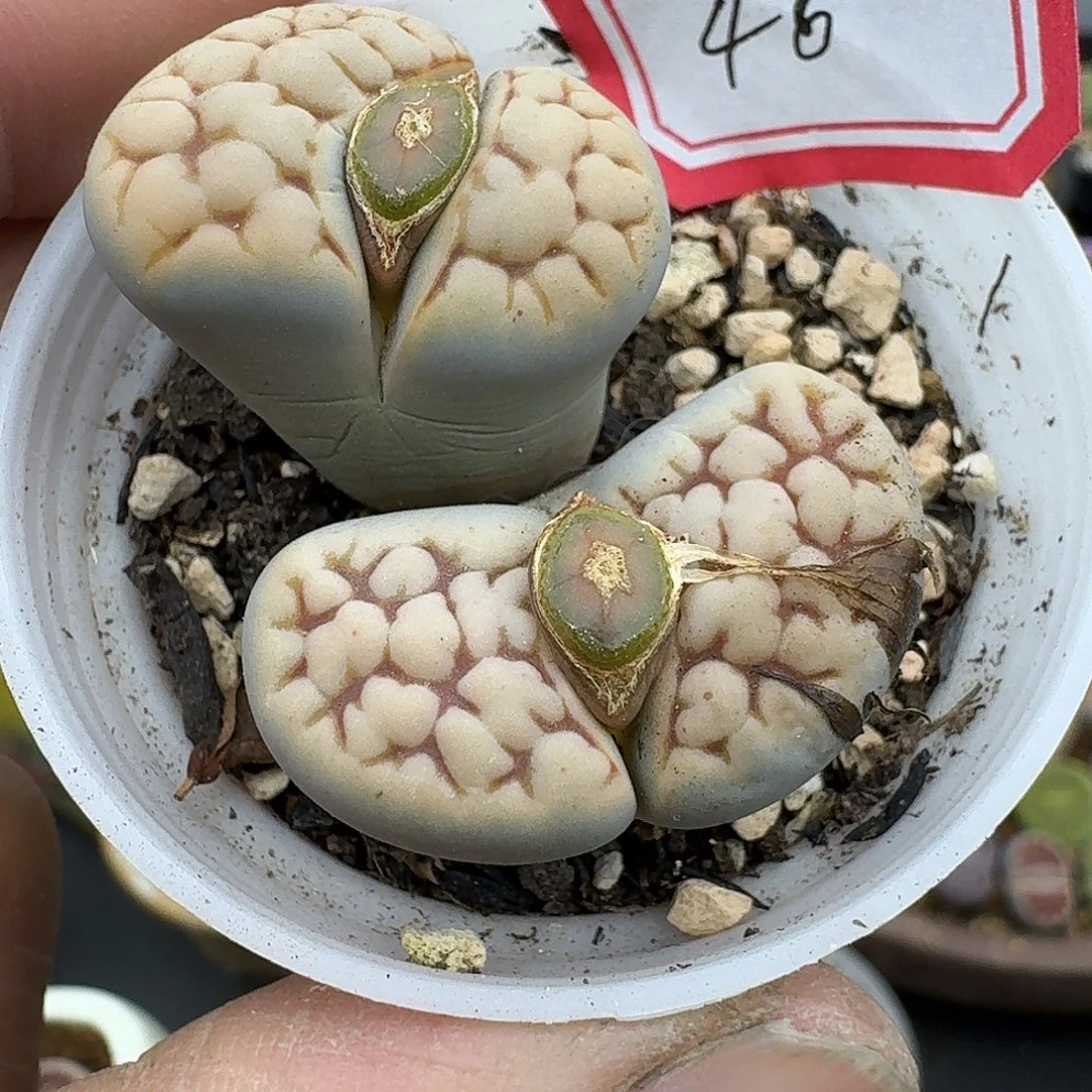 46多肉哈哈哈哈哈哈哈