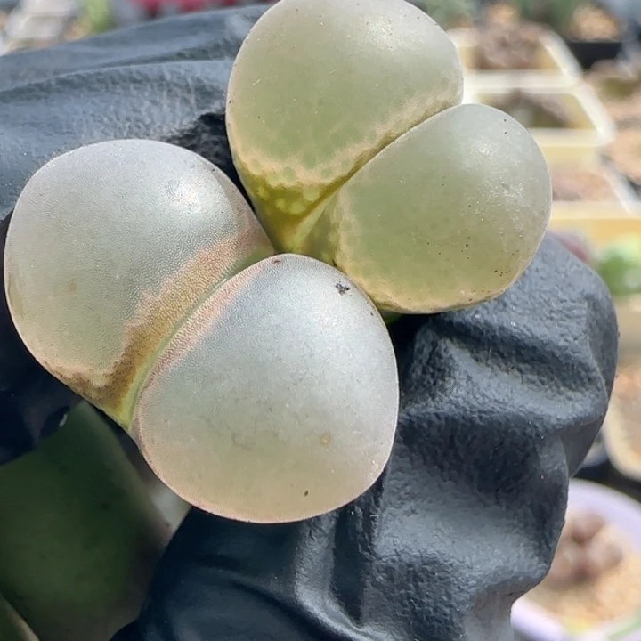 蔡****多肉植物紫体风铃一组50号