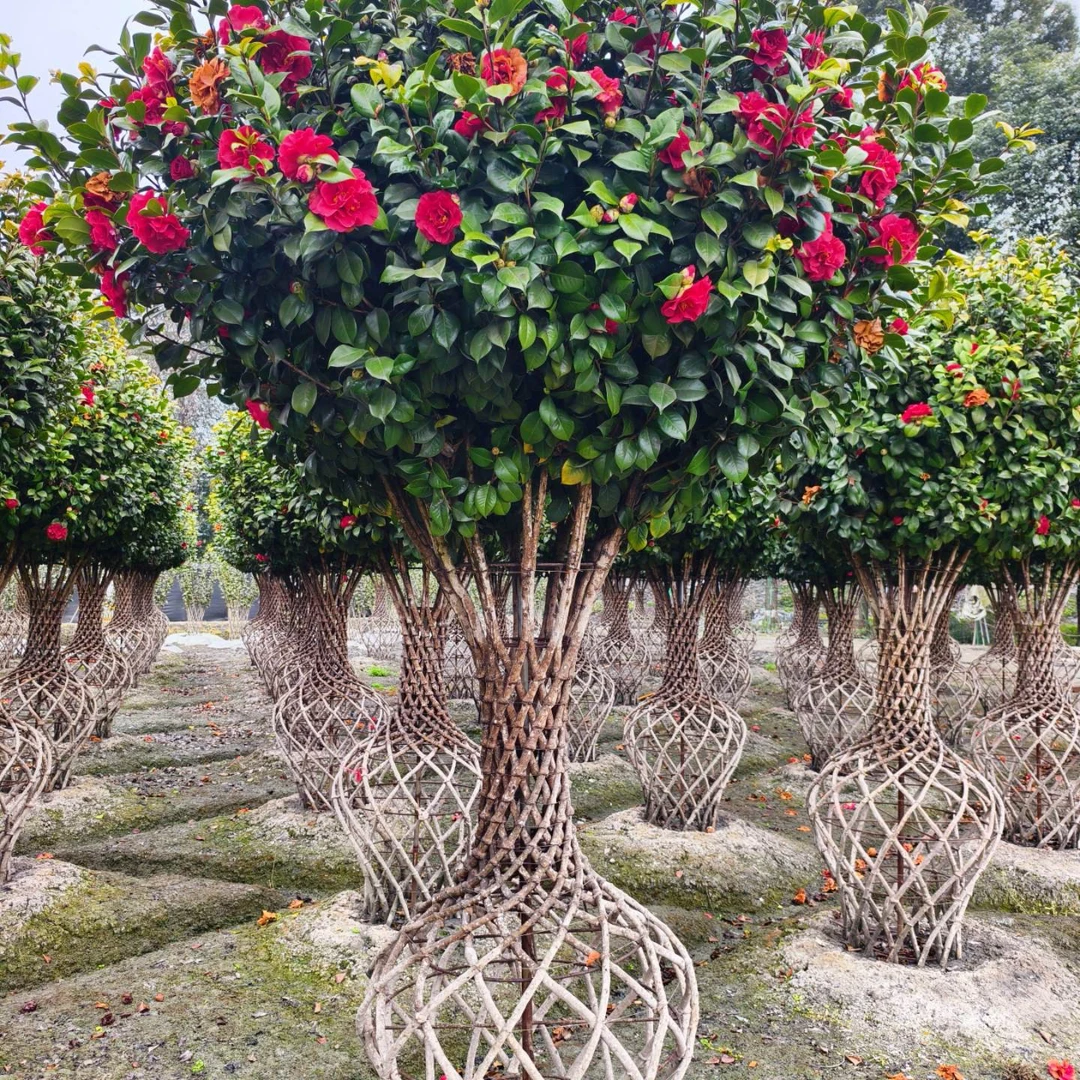 茶花花瓶基地茶花柱子