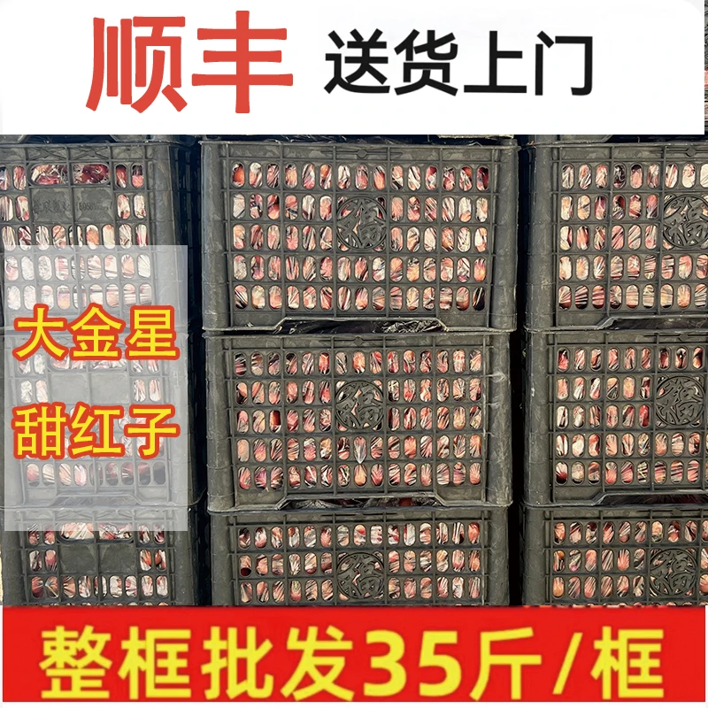 鲜山楂大金星山楂冰糖葫芦专用甜红子糖雪球山楂鲜果