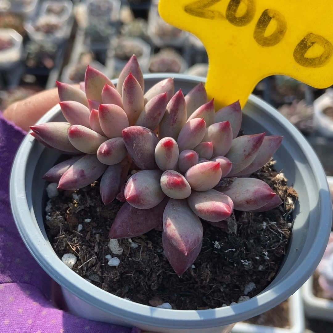 2000虞美人多肉植物