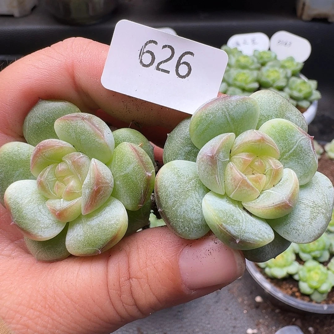 一物一拍一组905-628