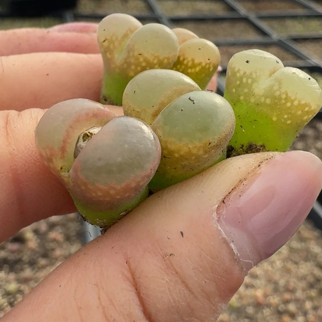 688五颗大型红网格00000