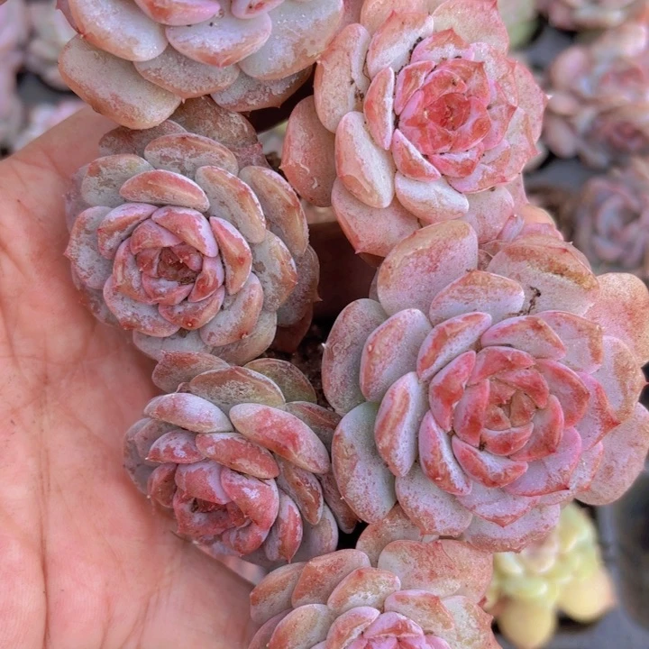 天鹅绒变异10颗一组