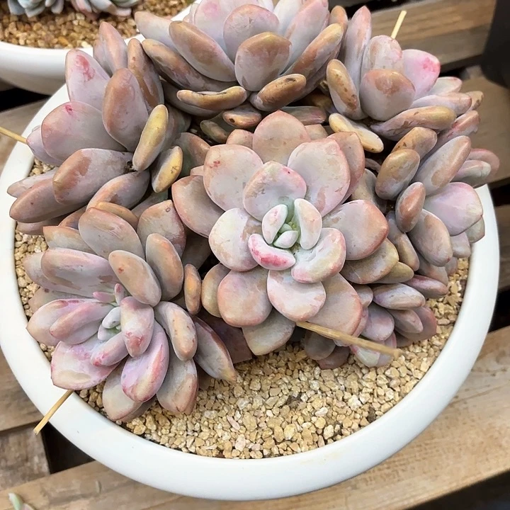 多肉植物，粉兔一颗