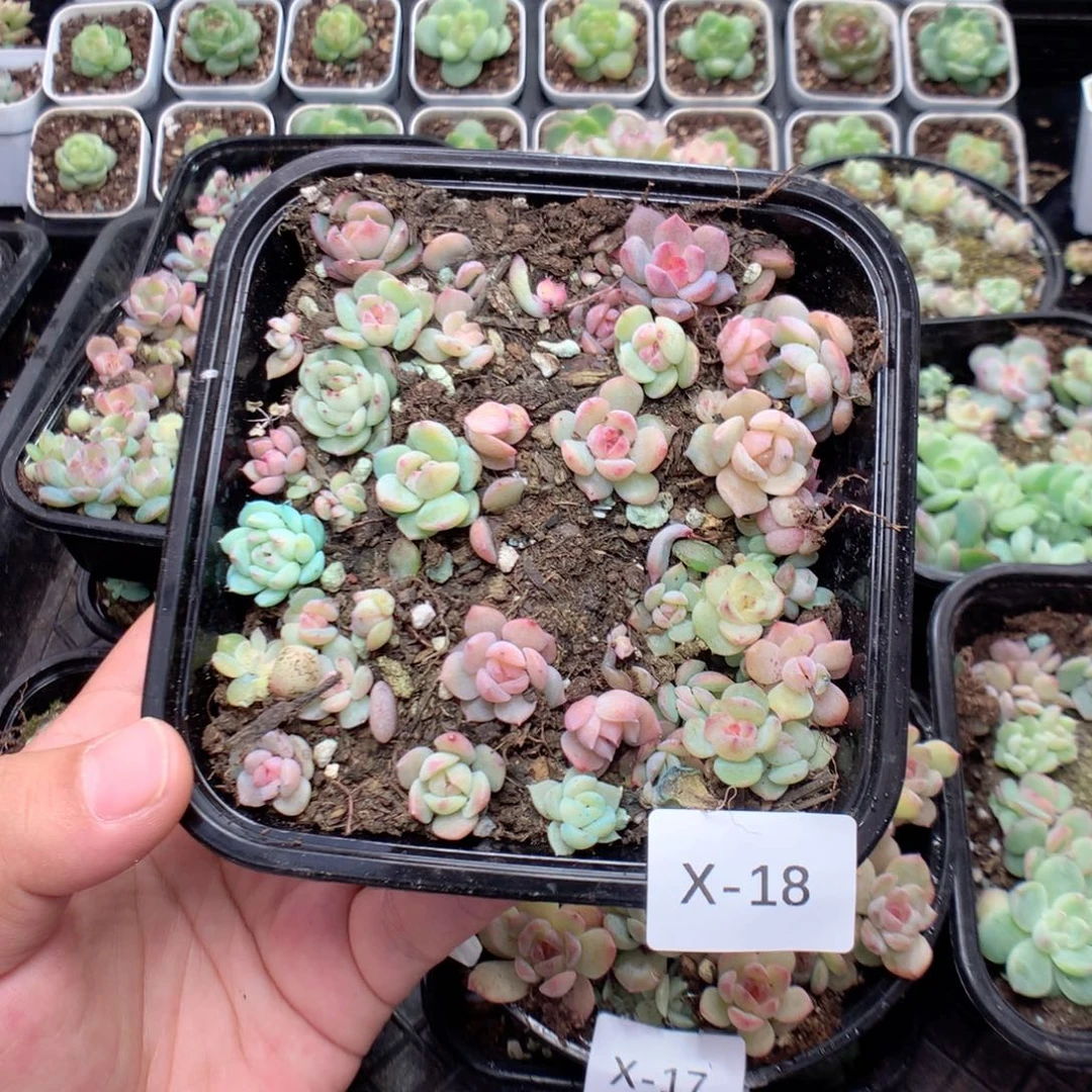 无花朵X18英语英语