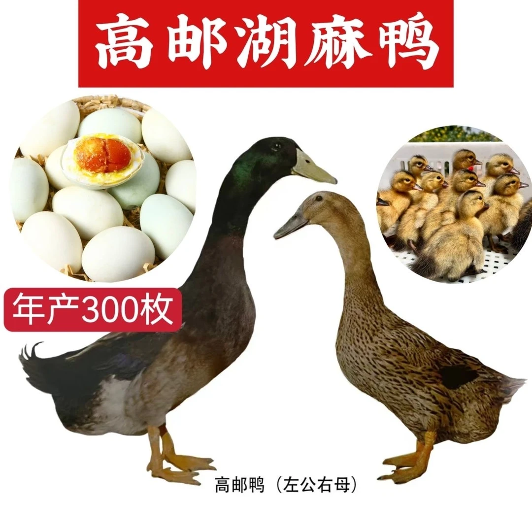【高邮双黄蛋鸭】大种麻鸭顺丰活体发货可作宠物鸭