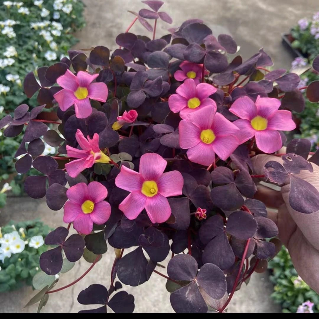 紫叶酢浆草幸运三叶草庭院花卉四季