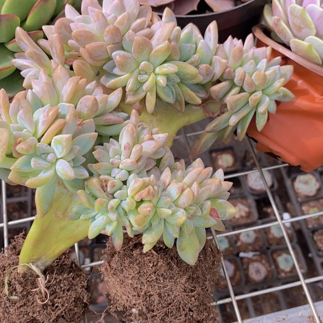淡雪缀板子缀小盆精控精养两盆
