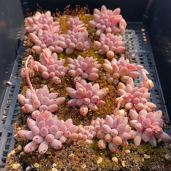 3 多肉植物盆栽花卉植物