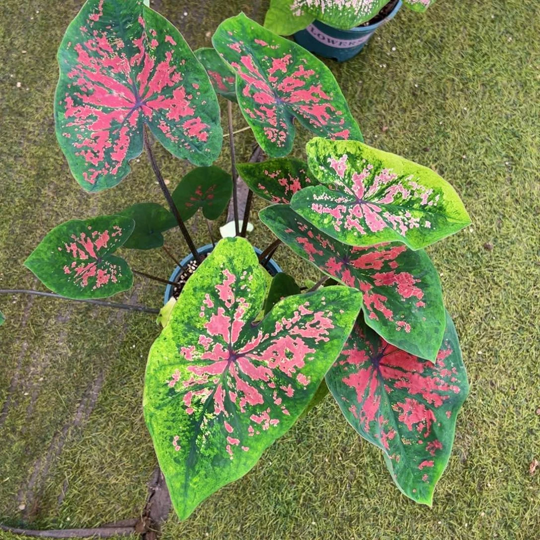 无花朵覆盆子彩叶芋20