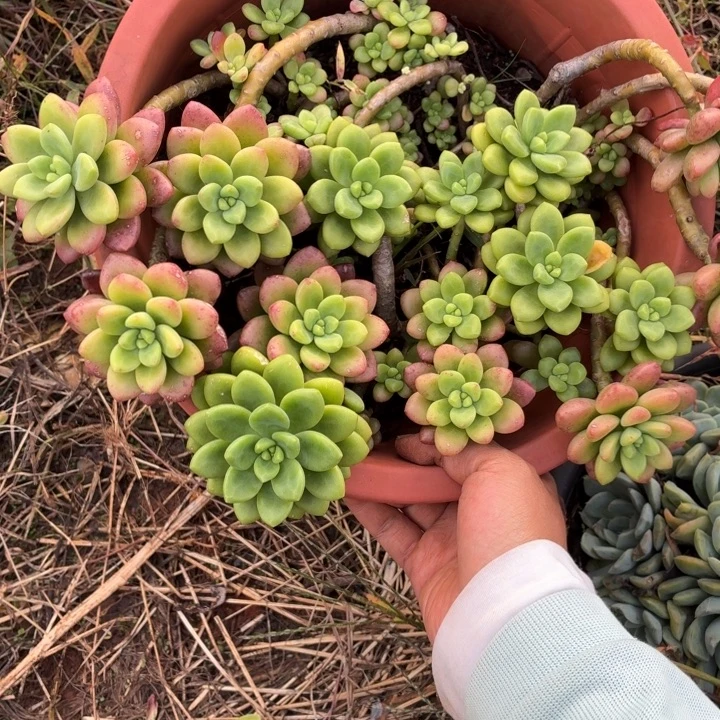 玉***玉香格里拉。。。。。。。。。。。。。。。。
