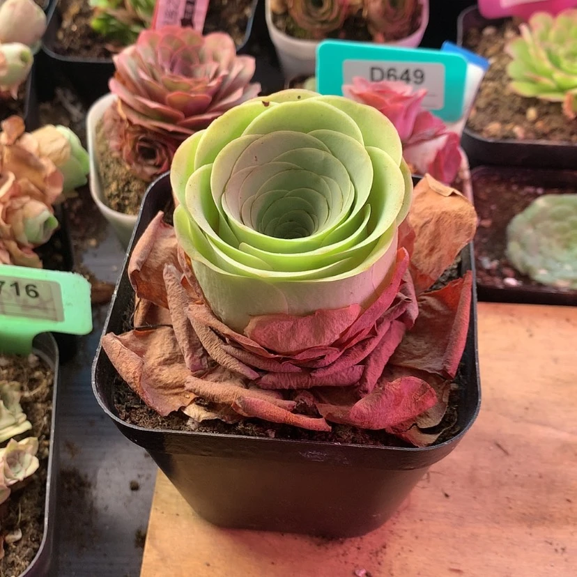 【闪购商品】智*福利760