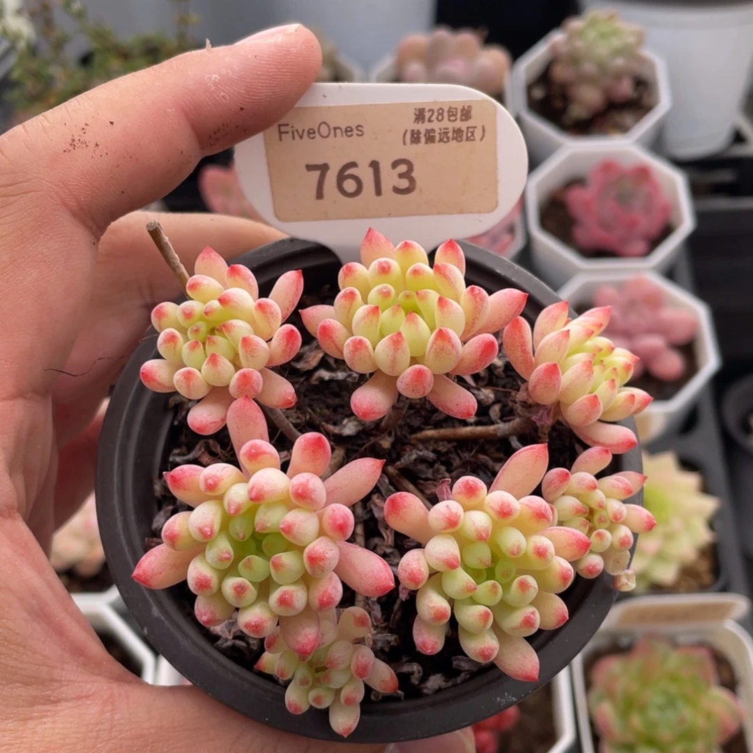 烟花7613-8.0厘米