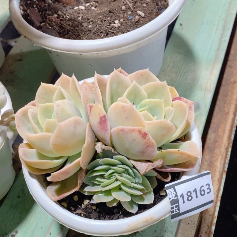 【闪购商品】星娜塔缀18163