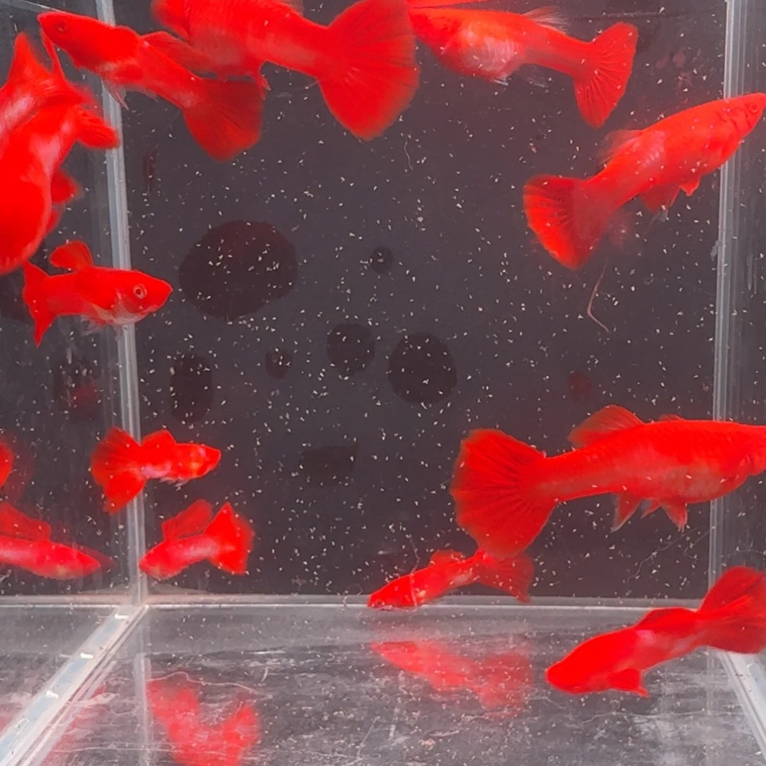 孔雀鱼火麒麟两对一点白