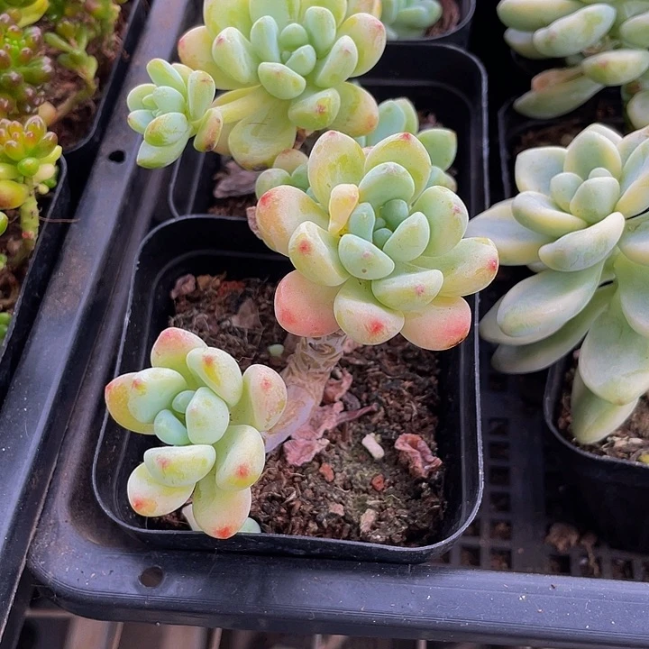 7方劳尔群带盆土发