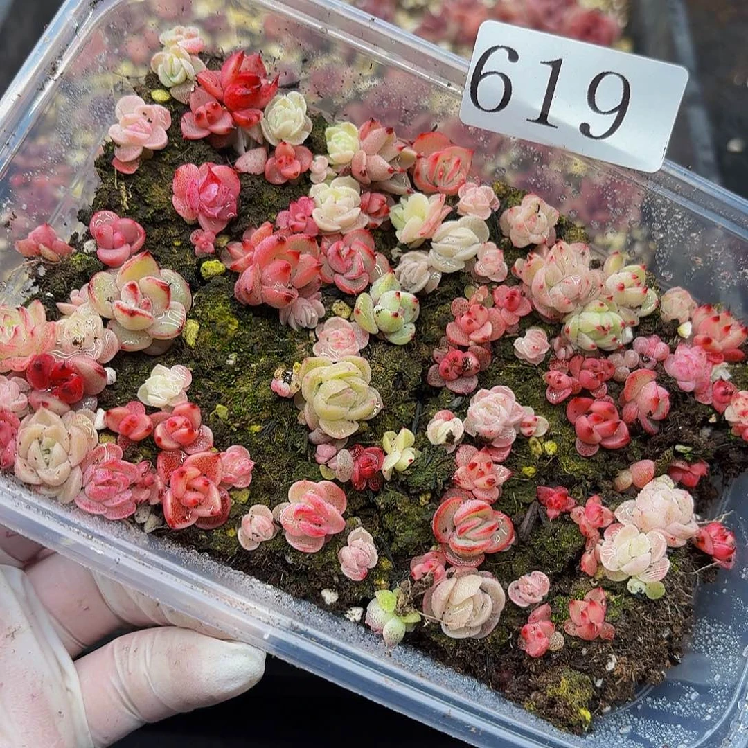 用****1多肉植物多肉植物619