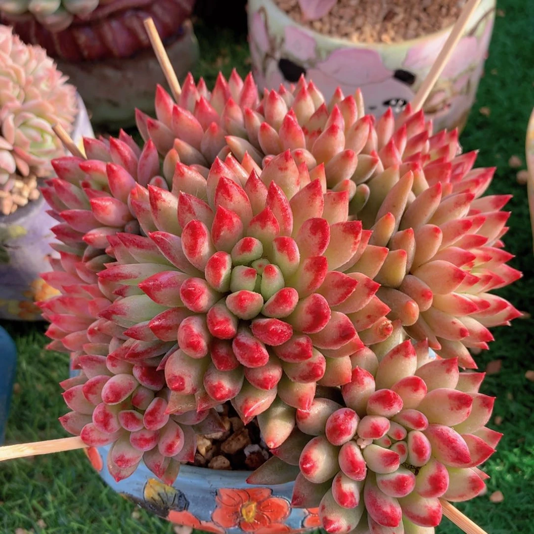 二代虞美人16 公分一物一拍