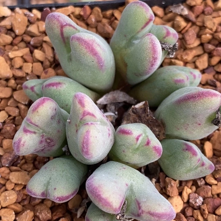 1137沙文利亚一群