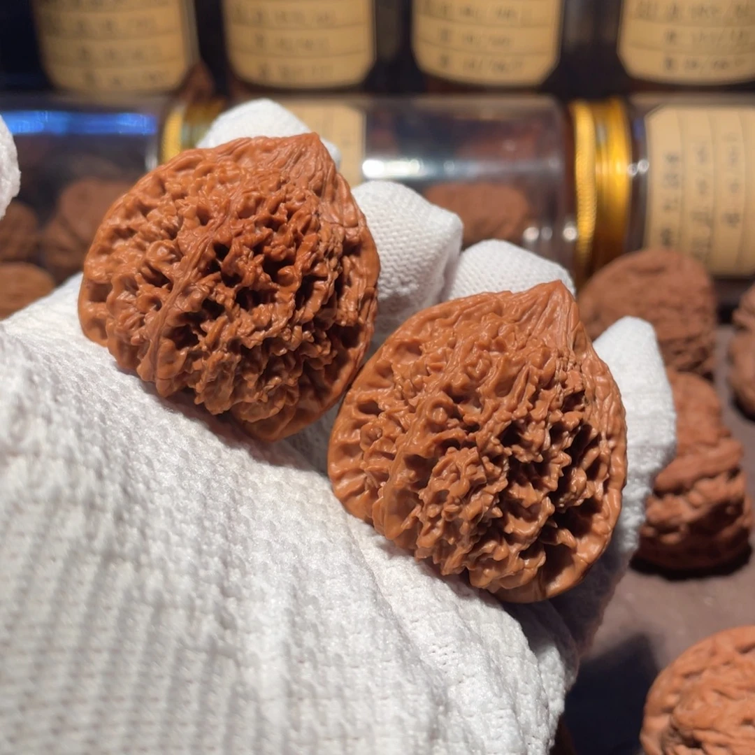 核桃43满天星xxxxxxx