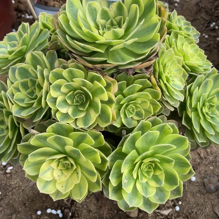 无花朵115多肉雨荷