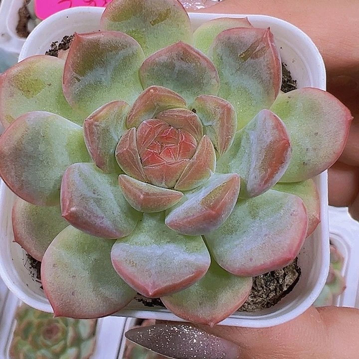 琴心19包邮多肉植物