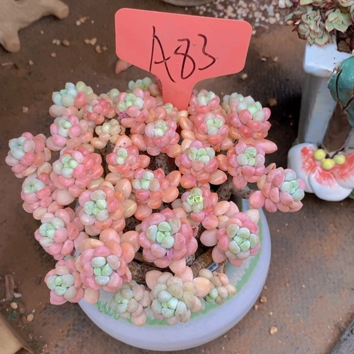 凡*是你把它带入深渊后