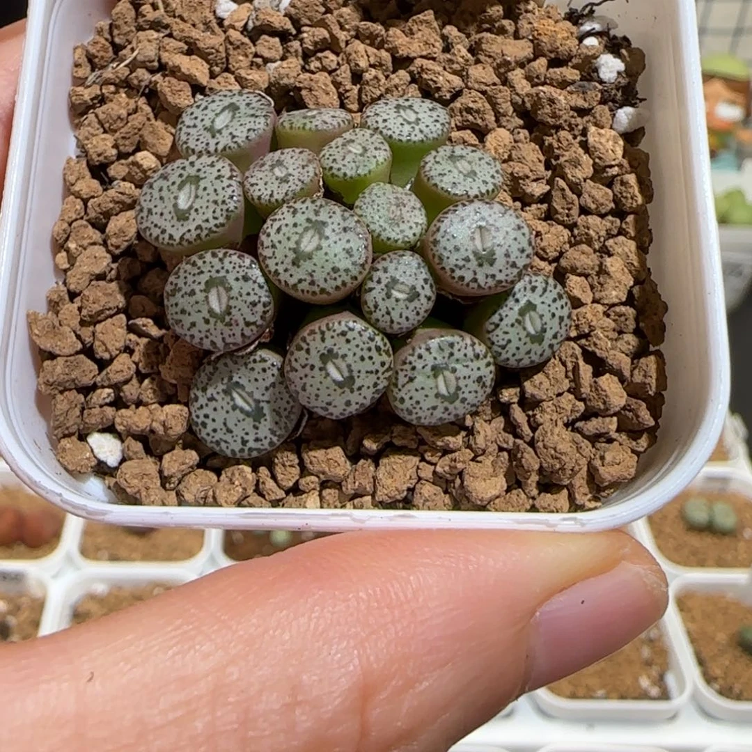 肉锥多肉植物组合-安贞1136