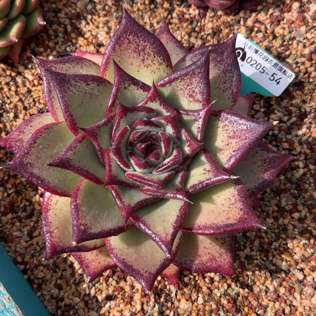 多肉一物一拍0205-54