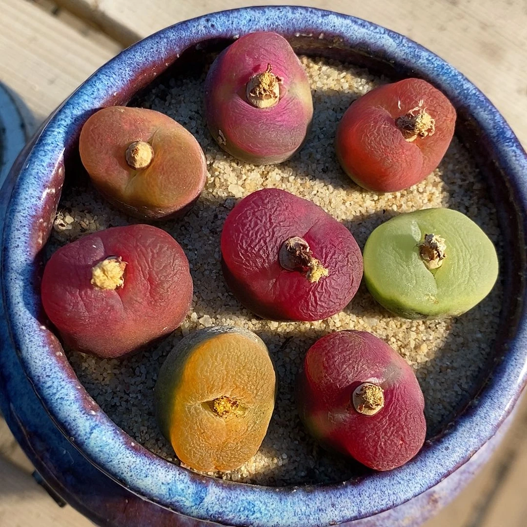 21301。 一组蟠桃。