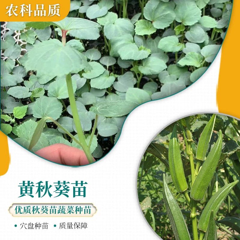 【农科院推荐】秋葵苗蔬菜苗红秋葵苗绿秋葵苗黄秋葵苗春播