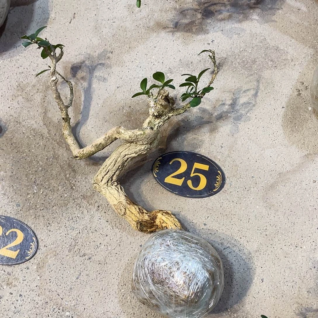 谦***取无花朵一起为小仙女助力