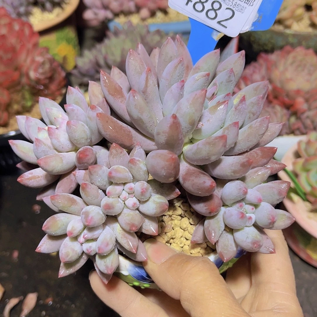 4882所罗门多肉植物