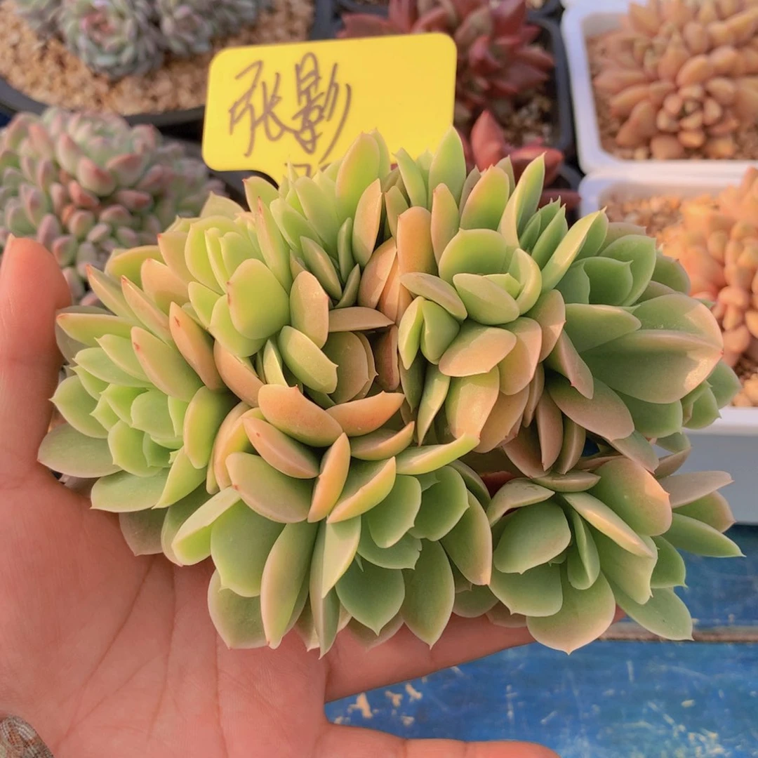 我家的小可爱们都好可爱啊哈