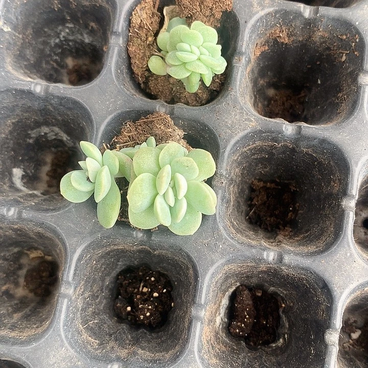 淮****冰玉缀化一物一拍