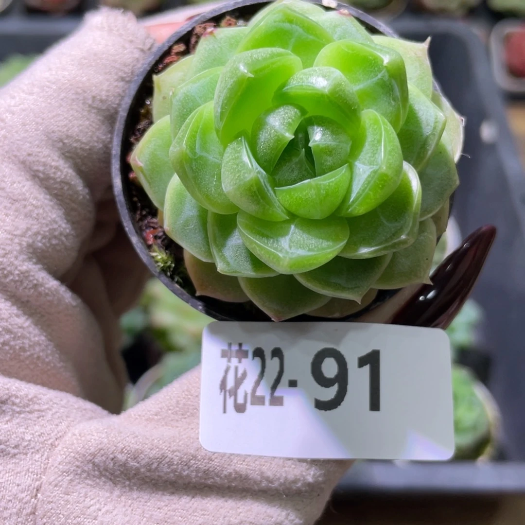 花利美22-91新品珍妮