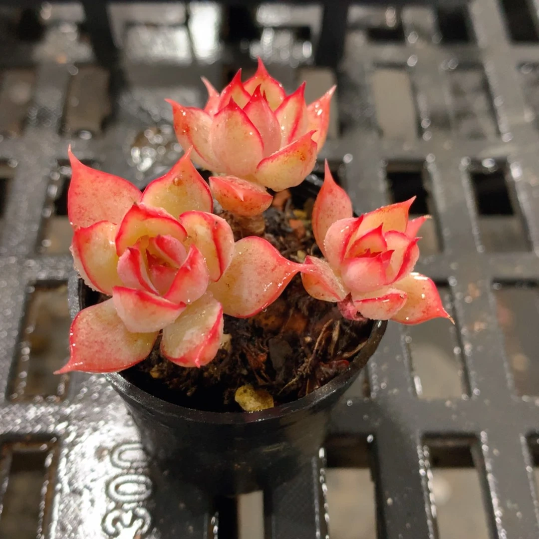 肉萌萌精控多肉 5cm盆量拍 宝莲灯三头