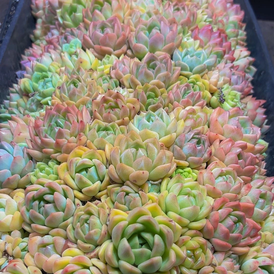 幸***满529多肉的小龙虾和一个小