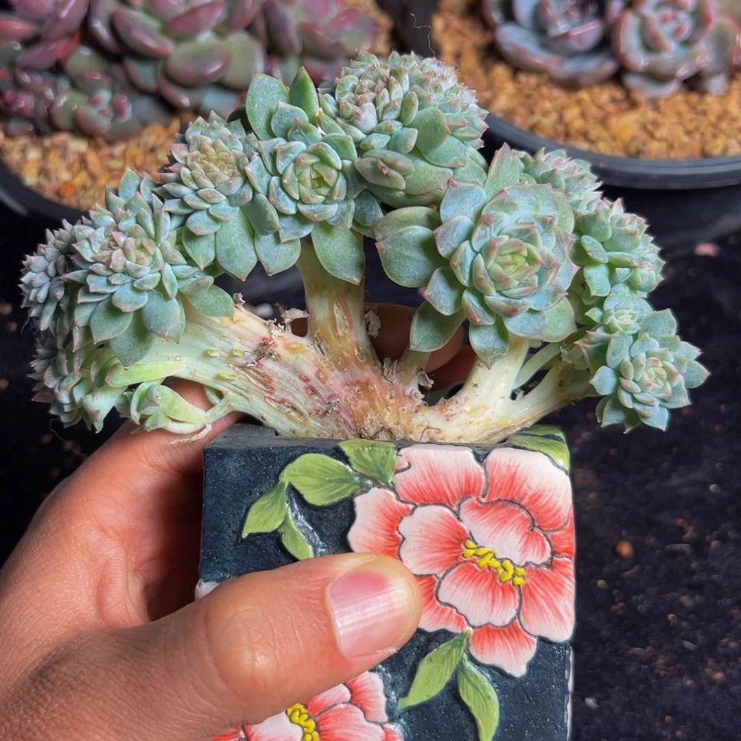 有瑕疵 有瑕疵 有瑕疵