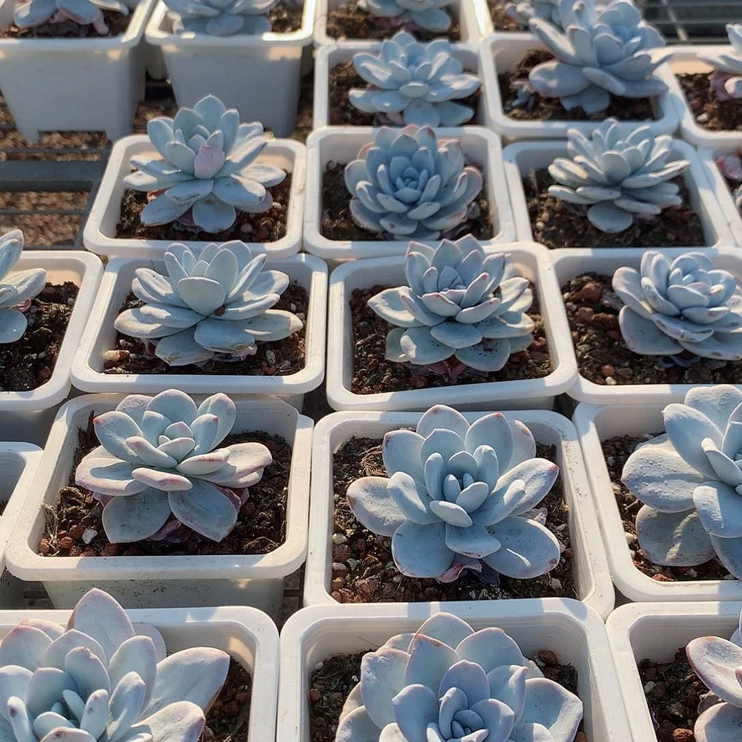 雪莲4477777777777777777777